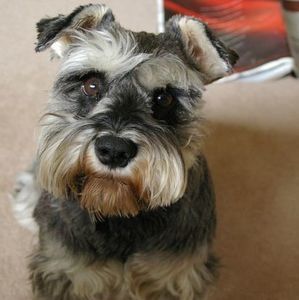 Meet your Posher, Tamara